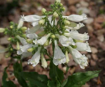 Penstemon de plantare și de îngrijire, specii și soiuri, fotografie