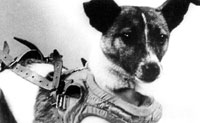 Перша собака космонавт лайка