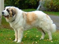 Pyrenean Mastiff fotografie, descrierea rasei, îngrijire