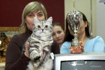 Óvoda az elit macskák klub királyi dinasztia