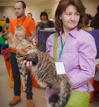 Szibériai macska tenyészet vlasta vonal