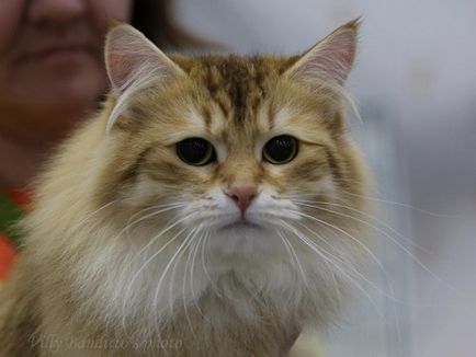 Szibériai macska tenyészet vlasta vonal