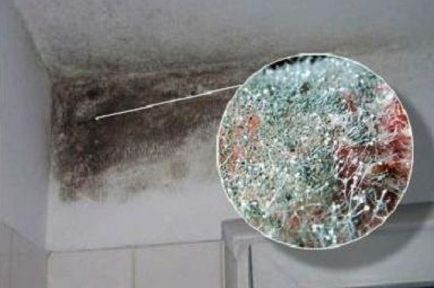 Mold și ciuperca pe balcon cum să lupte în timpul iernii (video)