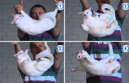 Чому кішки завжди приземляються на чотири лапи, розважальний портал