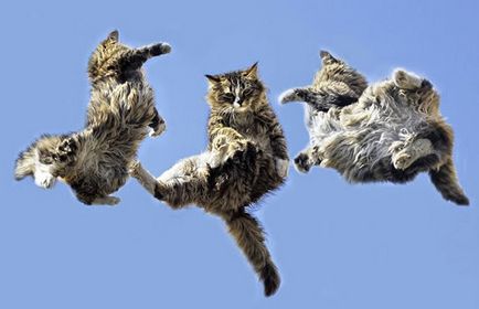 Miért macskák mindig leszállni négy mancs, szórakoztató portál