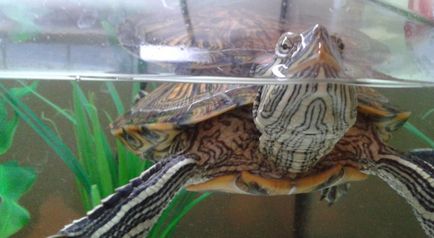 Miért zavaros víz teknősök - az állatvilágban