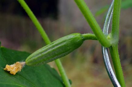 Чому не ростуть зав'язі огірків в теплиці основні причини