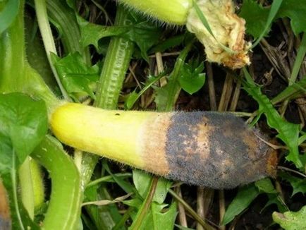 De ce zucchinele cresc prost