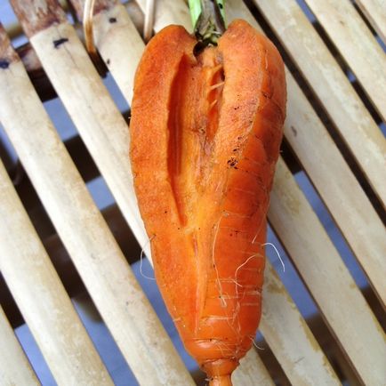 De ce morcovii crapă cauzele posibile și fac oboseală corectă