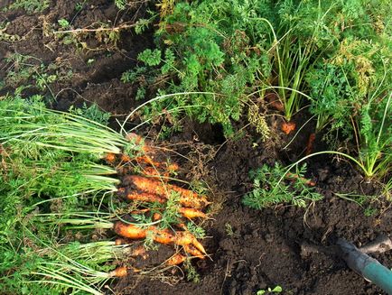 De ce morcovii crapă cauzele posibile și fac oboseală corectă