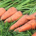 Чому тріскається морква можливі причини і правильне устаненіе