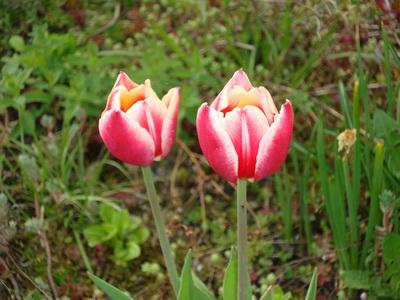 Miért tulipán elsorvad levelek és mit kell csinálni