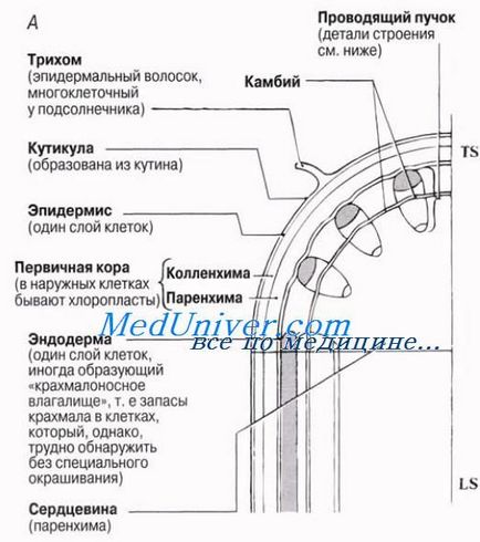 Emelkedik a víz a növényi xylem (víz belép a szomszédos xylem) Emelkedik a víz, növényi xylem