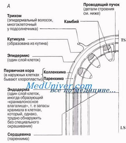 Emelkedik a víz, növényi xylem