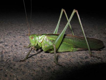 Subfamilii lăcuste reale (tettigoniinae) - o lume a cunoașterii