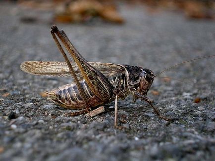 Alcsalád fürgeszöcskék (tettigoniinae) - tudás világa