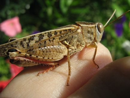 Subfamilii lăcuste reale (tettigoniinae) - o lume a cunoașterii