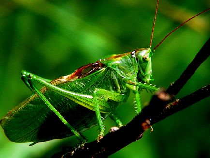 Alcsalád fürgeszöcskék (tettigoniinae) - tudás világa