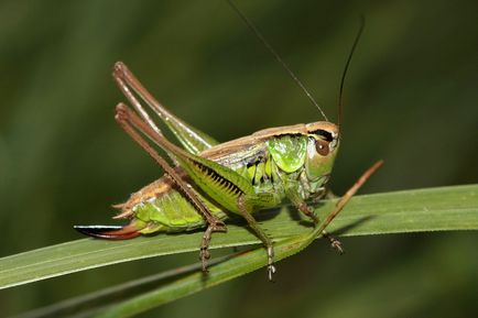 Subfamilii lăcuste reale (tettigoniinae) - o lume a cunoașterii