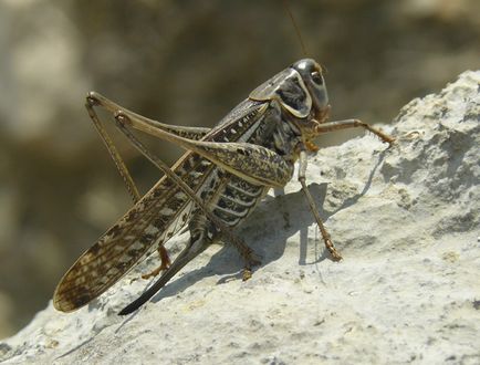 Subfamilii lăcuste reale (tettigoniinae) - o lume a cunoașterii