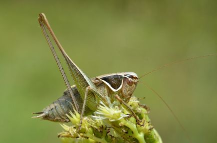 Subfamilii lăcuste reale (tettigoniinae) - o lume a cunoașterii