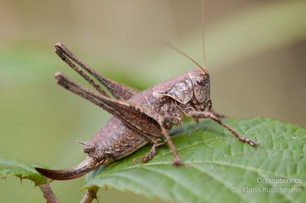 Alcsalád fürgeszöcskék (tettigoniinae) - tudás világa