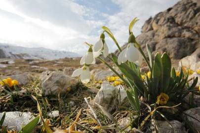 Snowdrops - farmecul primăverii