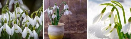 Snowdrops - farmecul primăverii