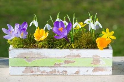 Snowdrops - farmecul primăverii