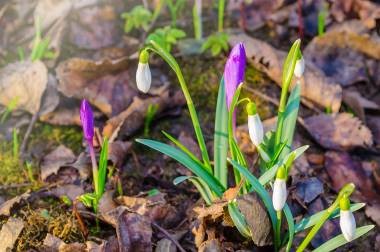 Snowdrops - farmecul primăverii