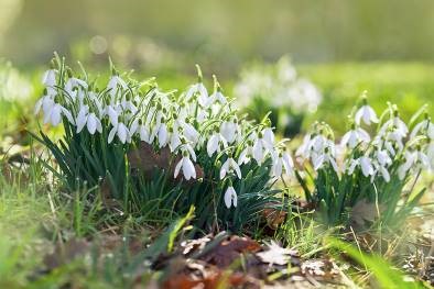 Snowdrops - farmecul primăverii