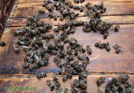Indicații și contraindicații pentru utilizarea sării de albine în fizioterapie, Mai miere