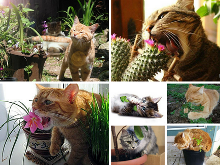 Utile și otrăvitoare pentru plantele de pisică