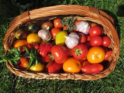 Tomate conservate cu usturoi, miere, bisilic și cimbru, arome și flori pentru