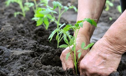 Помідори посадка, догляд, що садити разом з томатами, вирощування в теплиці, відкритому грунті, фото