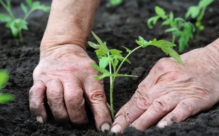 Tomatoarea plantare, îngrijire, ce să planteze împreună cu roșii, în creștere într-o seră, teren deschis, fotografie