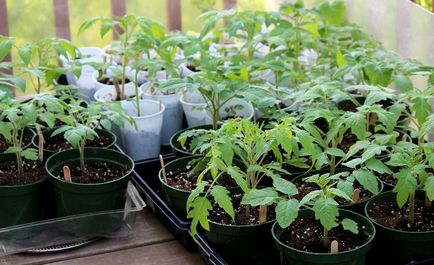 Помідори посадка, догляд, що садити разом з томатами, вирощування в теплиці, відкритому грунті, фото