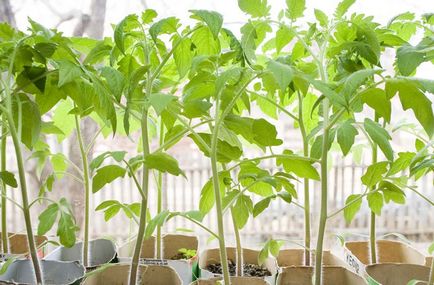 Tomatoarea plantare, îngrijire, ce să planteze împreună cu roșii, în creștere într-o seră, teren deschis, fotografie