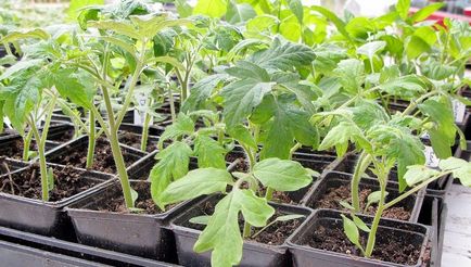 Tomatoarea plantare, îngrijire, ce să planteze împreună cu roșii, în creștere într-o seră, teren deschis, fotografie