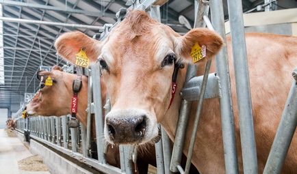 Breed tehenek mez leírása, a termelékenység funkciók, fotók és vélemények