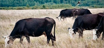 Породи корів характеристика і опис, холмогорская і ярославська в росії, білий бик