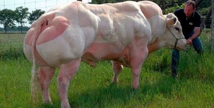 Descrierea și descrierea rasei de vaci, Kholmogory și Yaroslavl în Rusia, taur alb