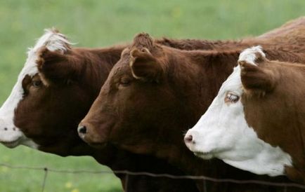 Descrierea și descrierea rasei de vaci, Kholmogory și Yaroslavl în Rusia, taur alb