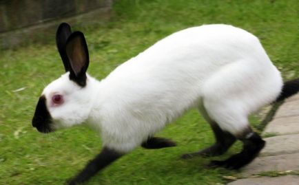 Rase de iepuri cu fotografii - imagini de specii populare