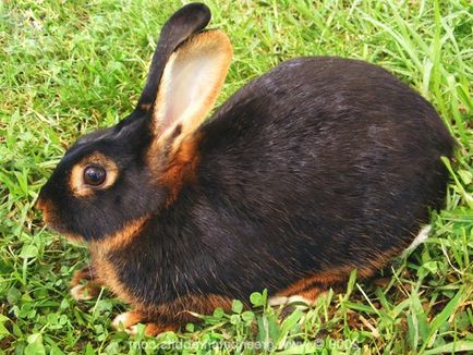 Породи кролів з фотографіями - картинки популярних видів