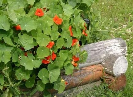 Plant nasturtium, creste o gradina!