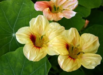 Plant nasturtium, creste o gradina!