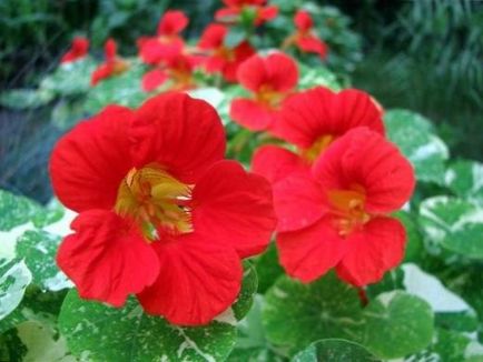 Plant nasturtium, creste o gradina!