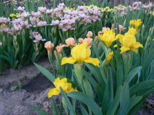 Plantarea unor irisuri frumoase și frumoase