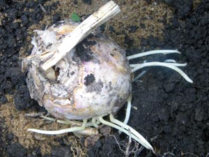 Plantarea cuibul sau fritillaria - solul și procesul de plantare a cuișoarelor; reproducerea și stocarea becurilor